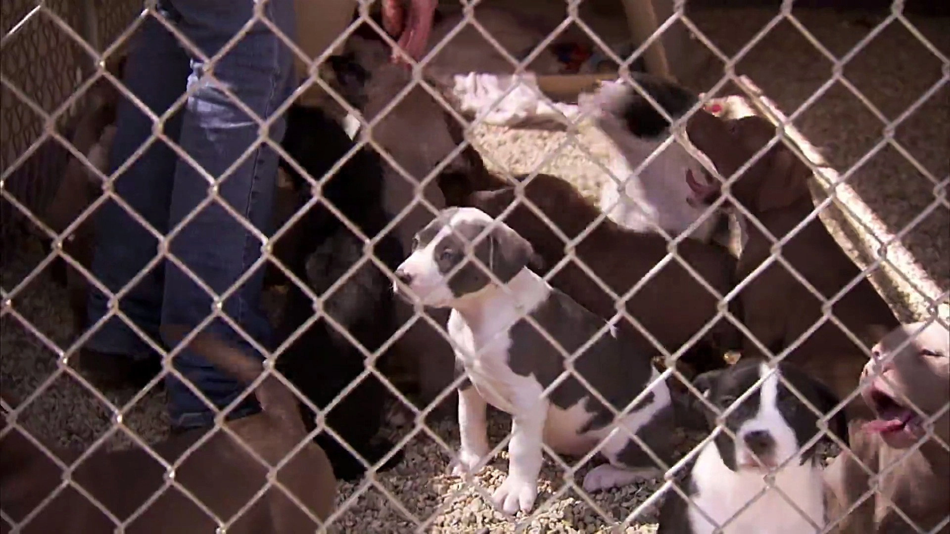 Pit Bulls and Parolees
