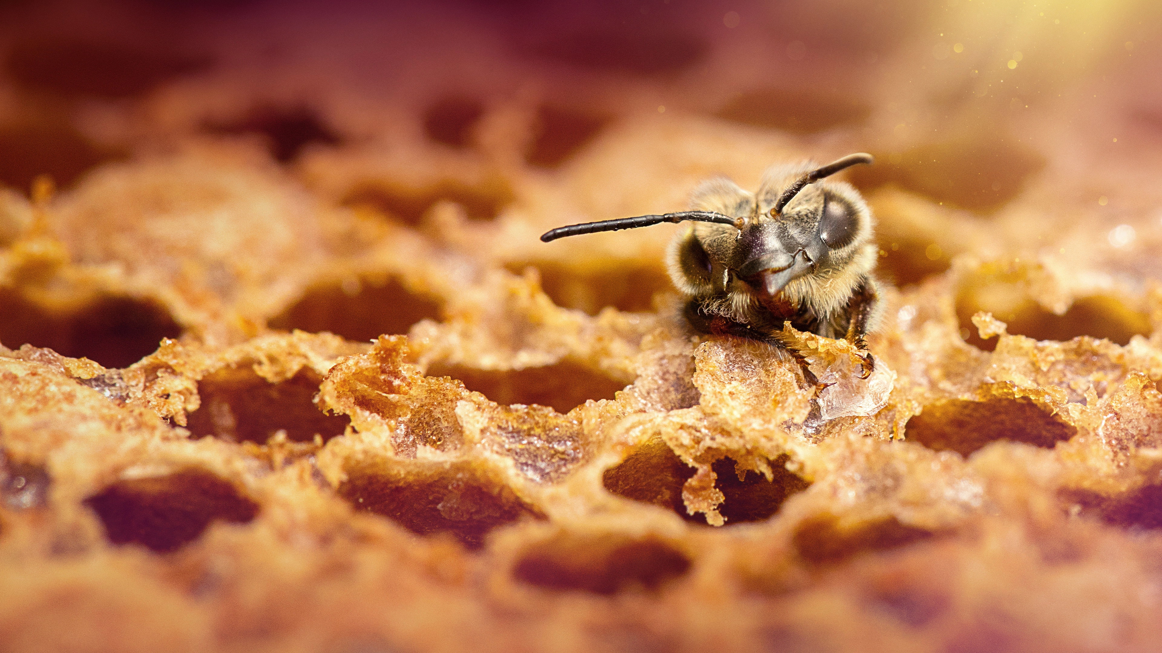 Secrets of the Bees