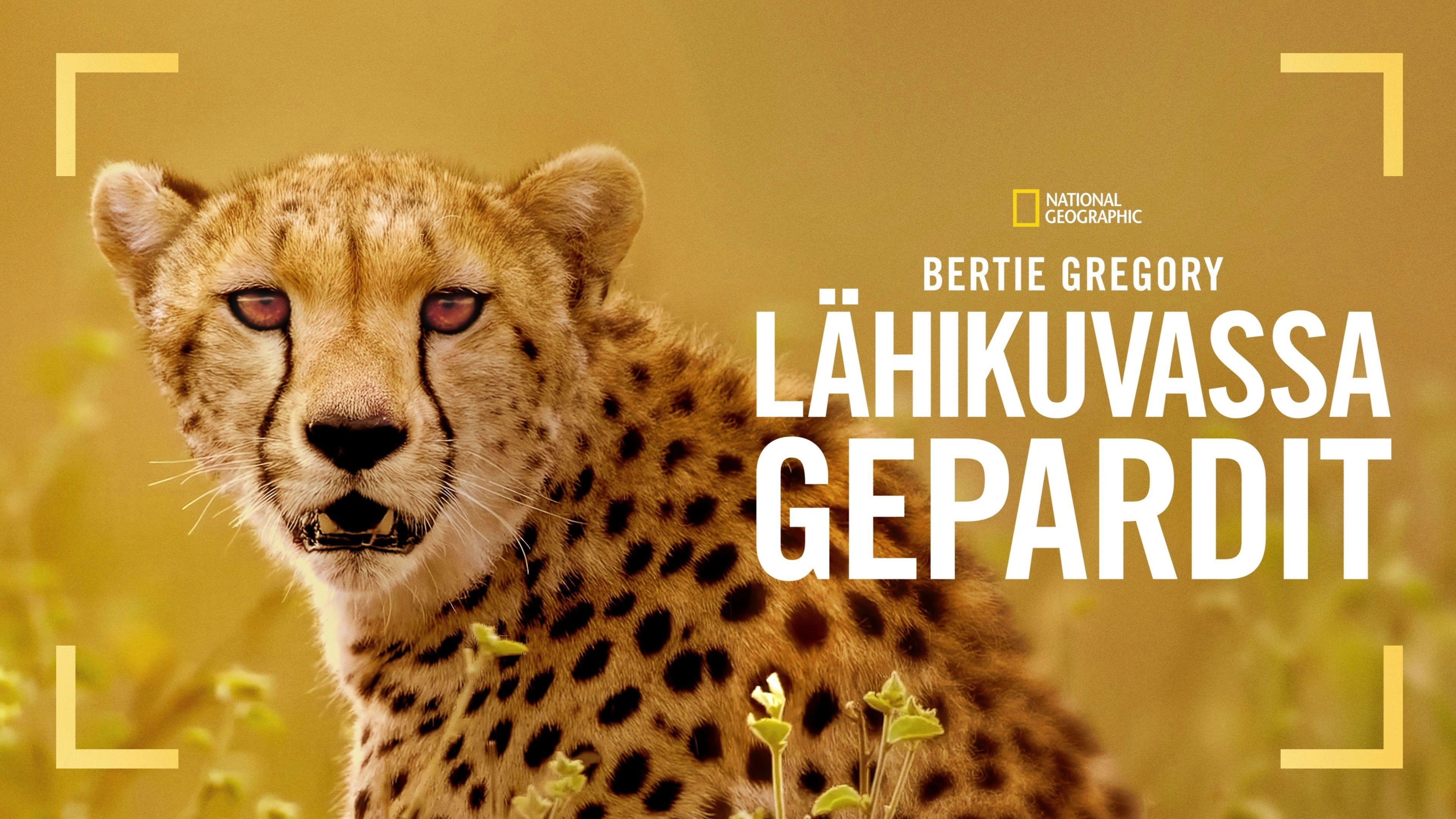 Cheetahs Up Close with Bertie Gregory
