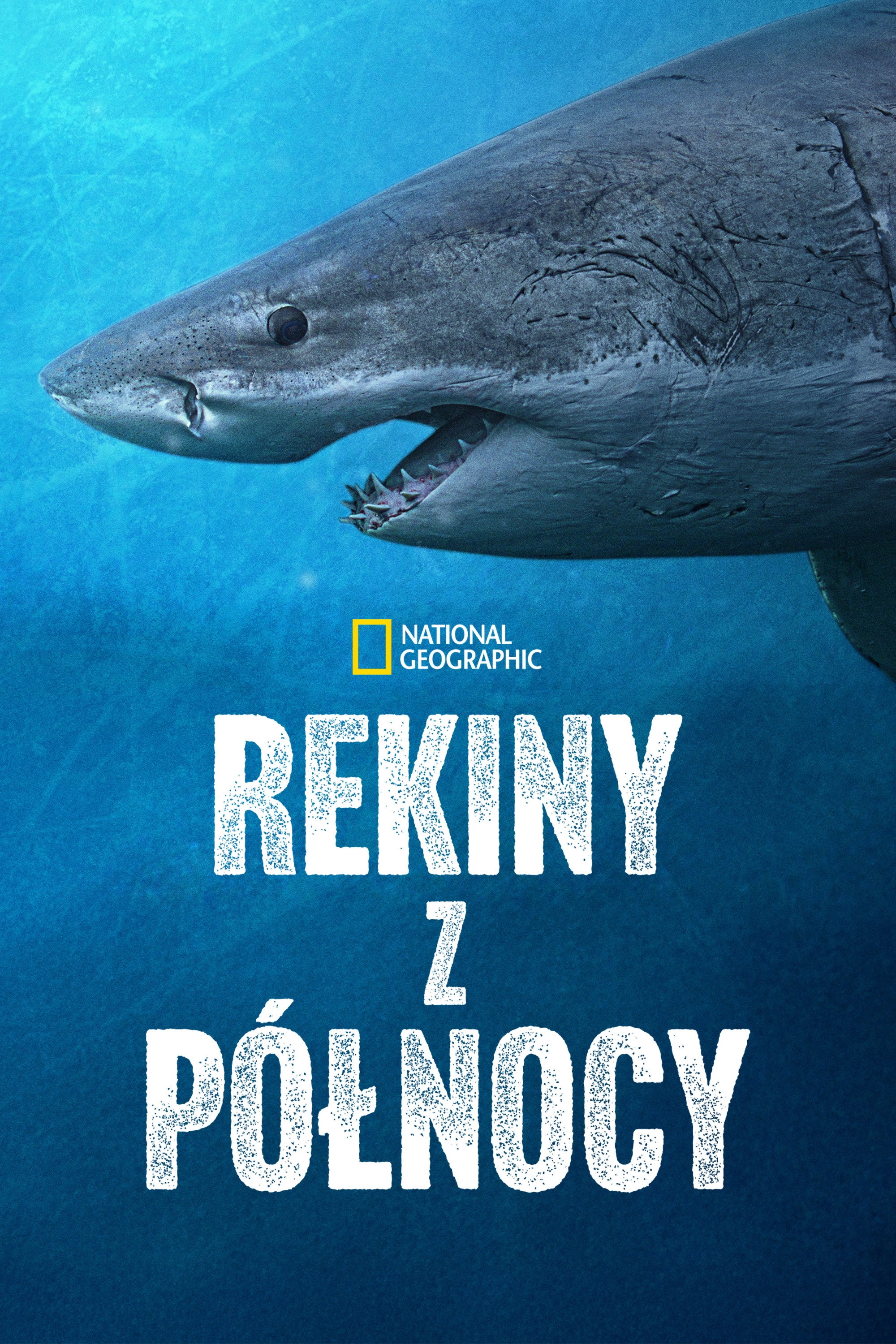 Sharks of the North