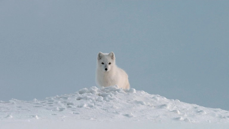 If I Were an Animal