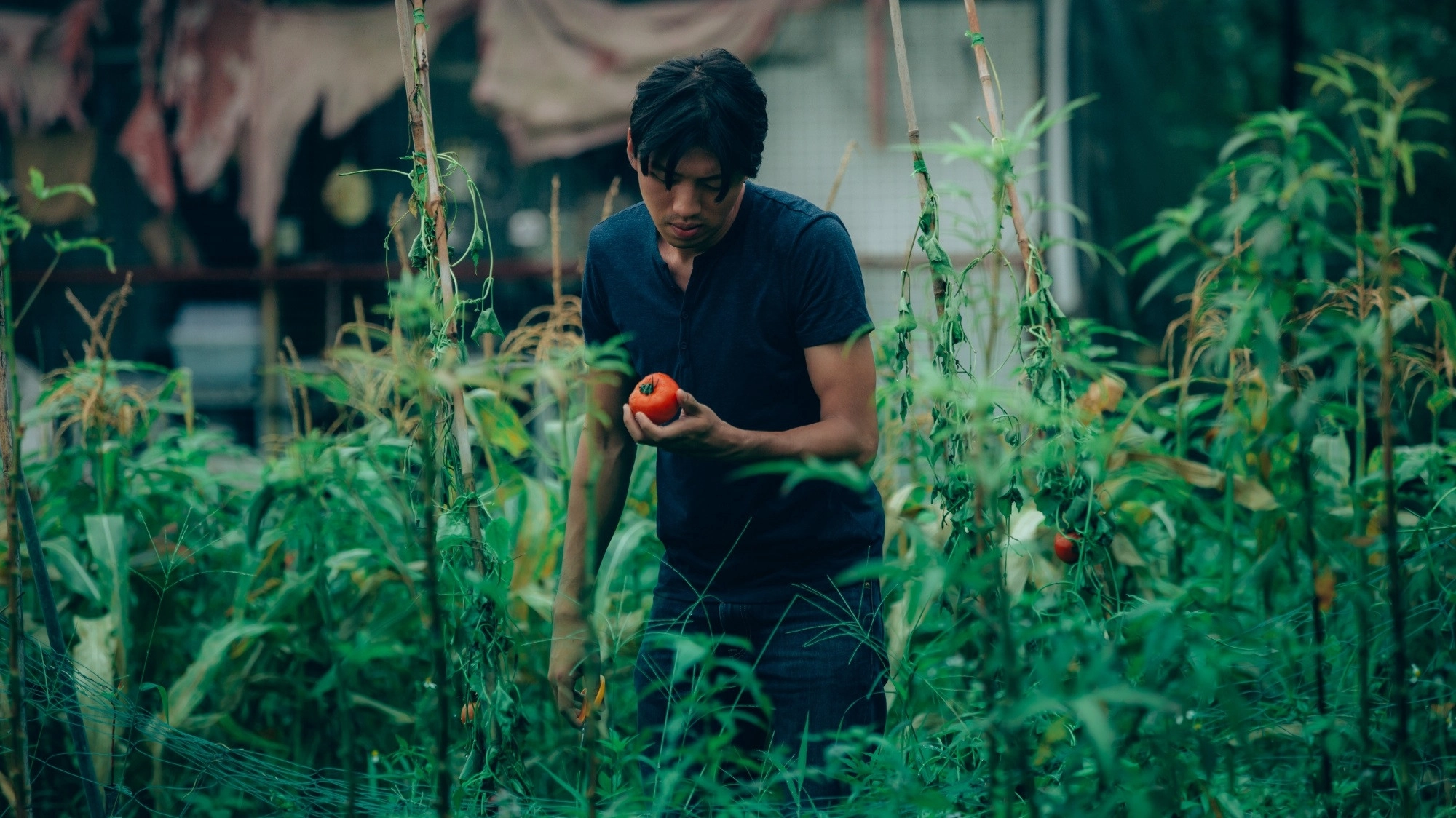 Taste Of Tomato