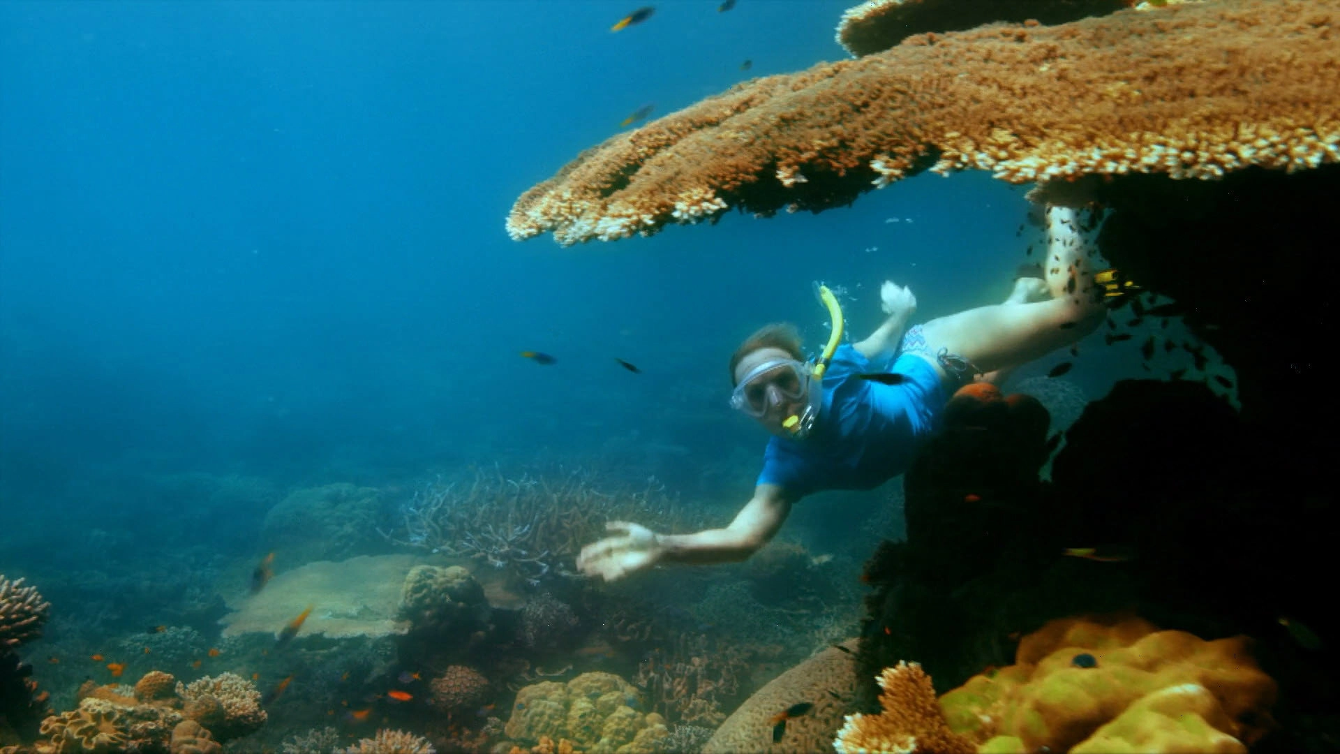Reef Doctors