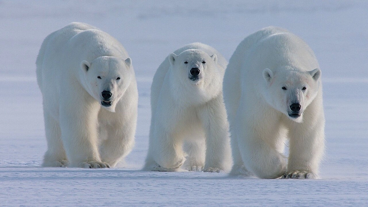 Land of the Far North