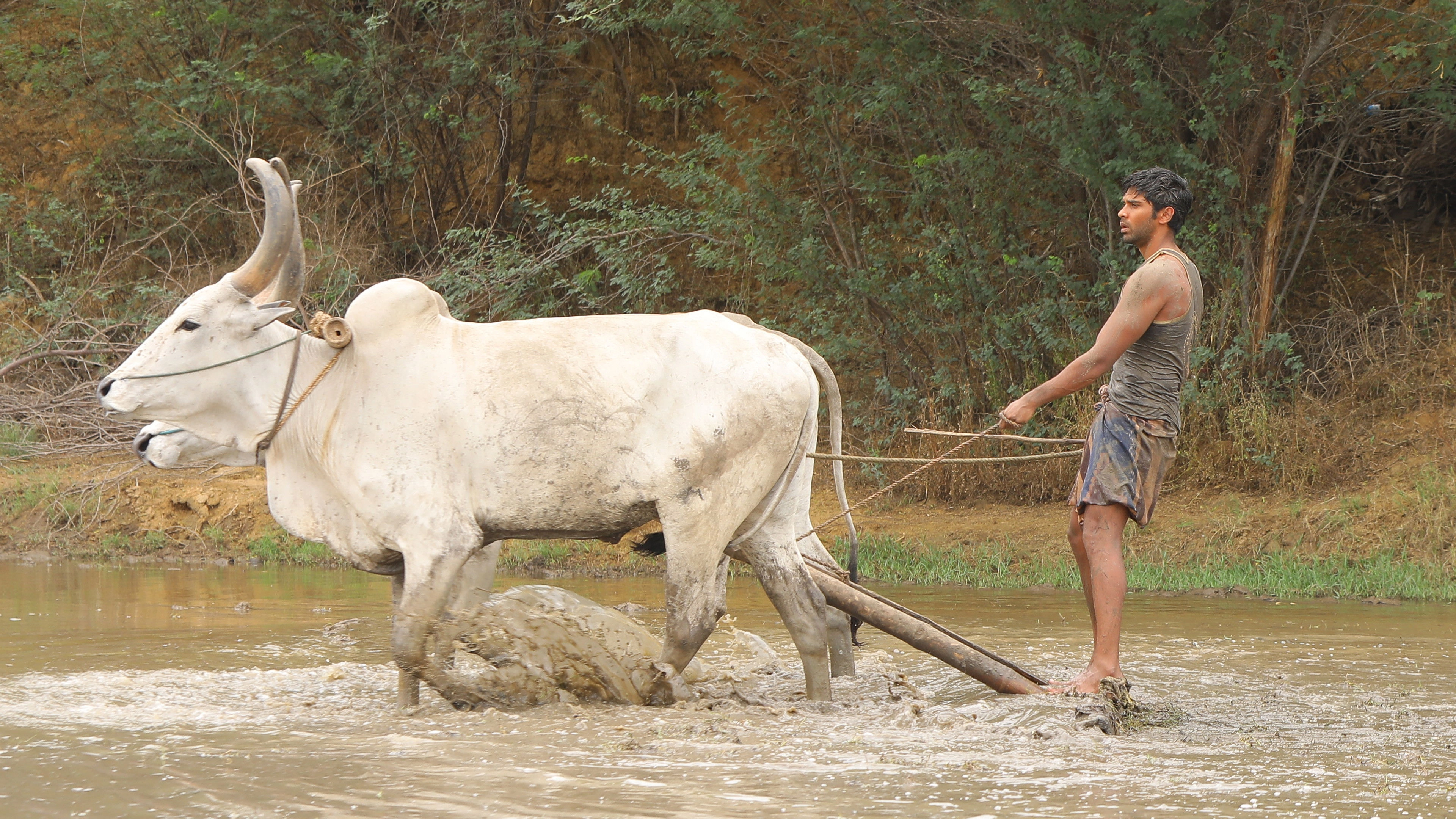 Bison Kaalamaadan