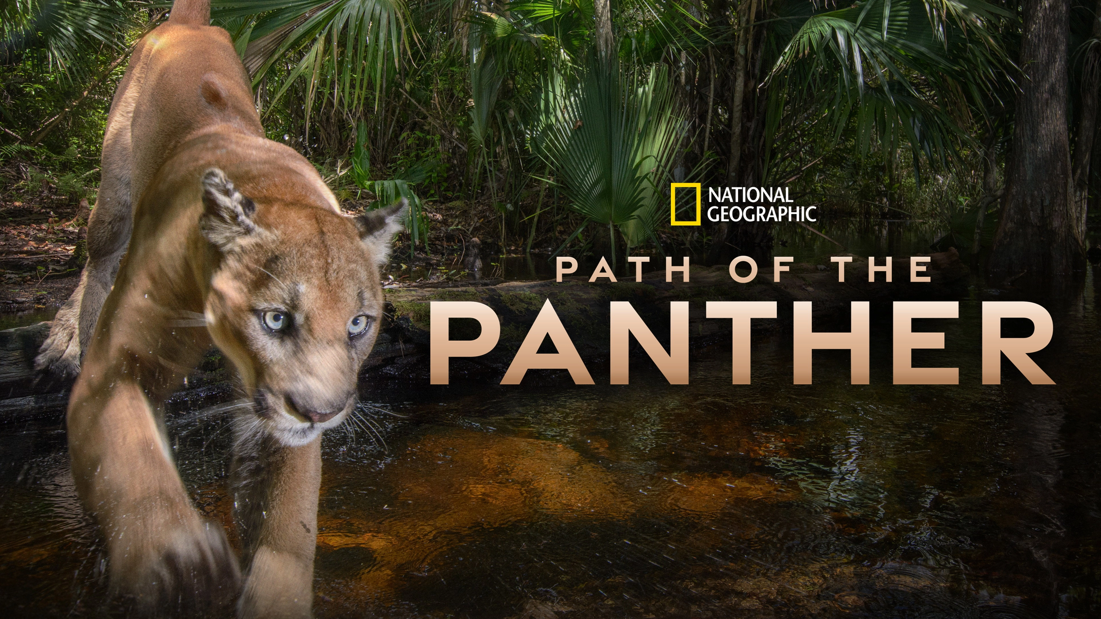 Path of the Panther