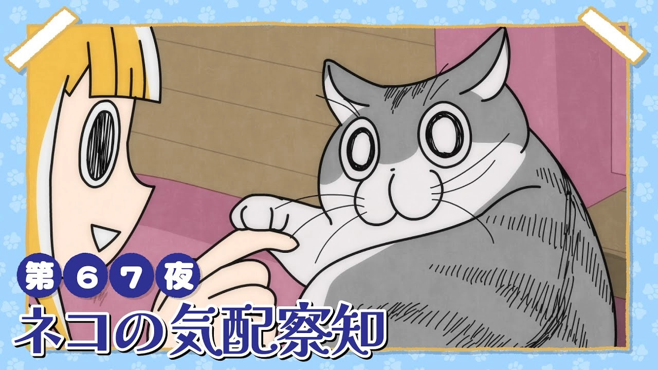 Nights with a Cat