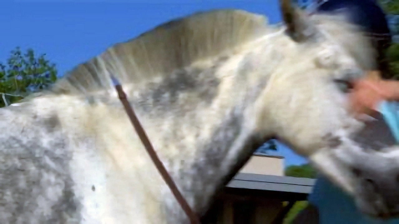 Au galop ! une saison à cheval