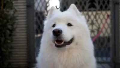 犬飼さんちの犬