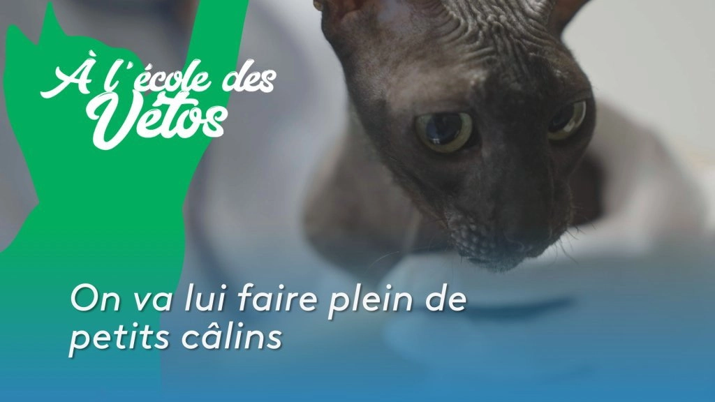 A l'école des vétos