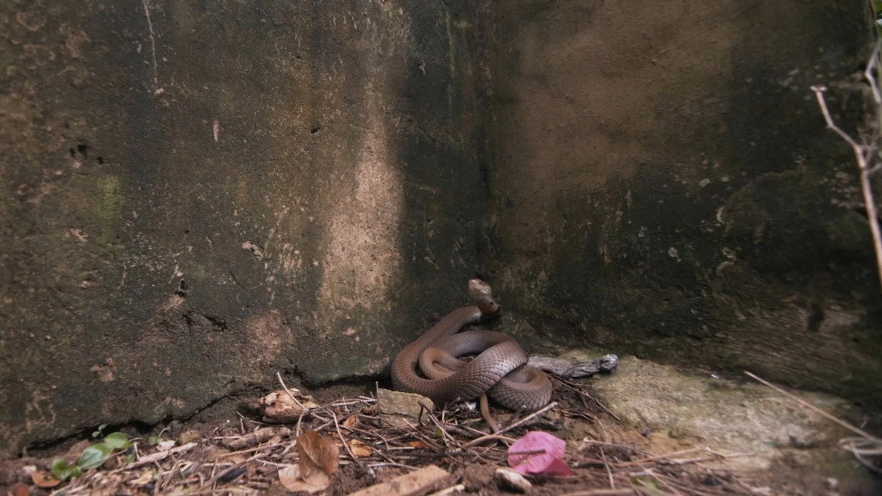 Snake City