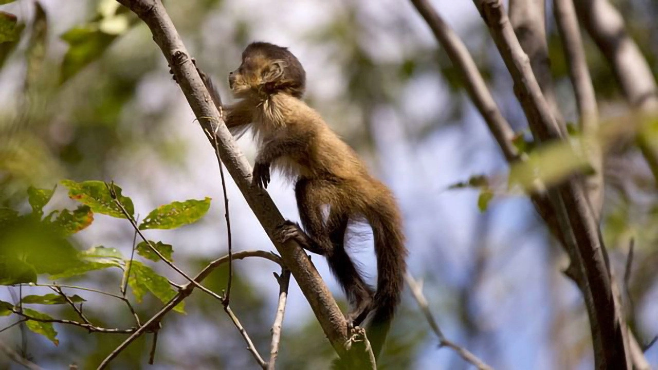Les animaux sauvages et leurs petits