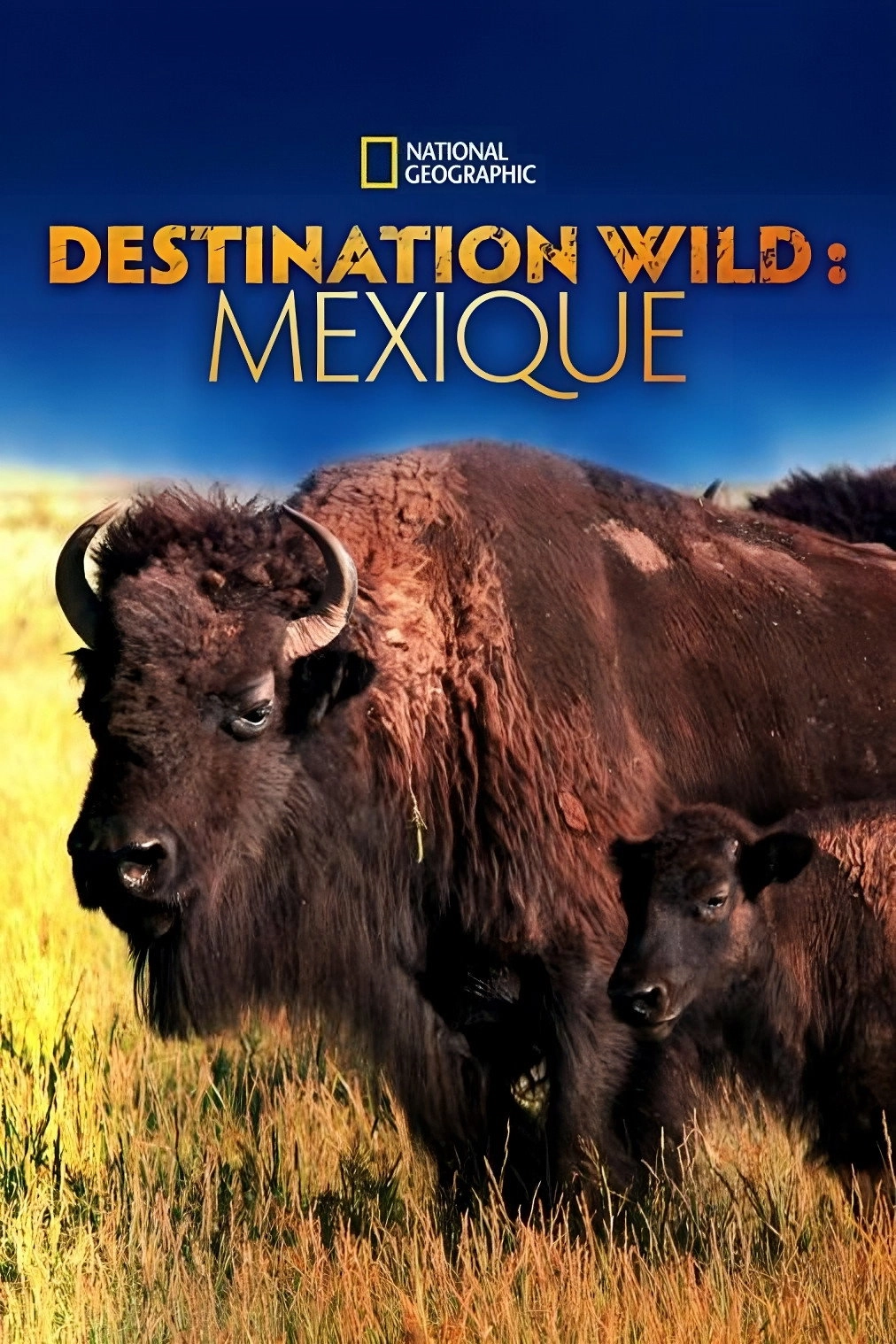 Mexico Untamed