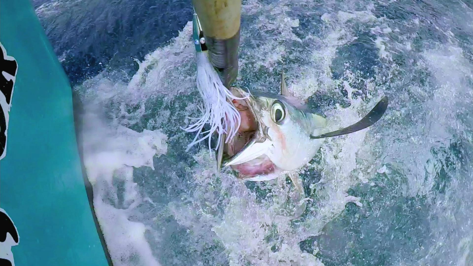 Battlefish