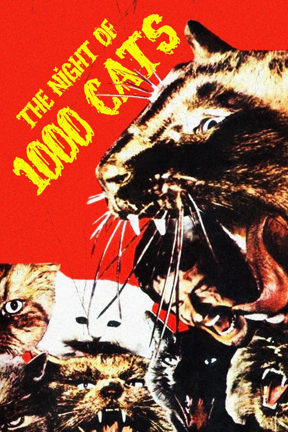 The Night of a Thousand Cats