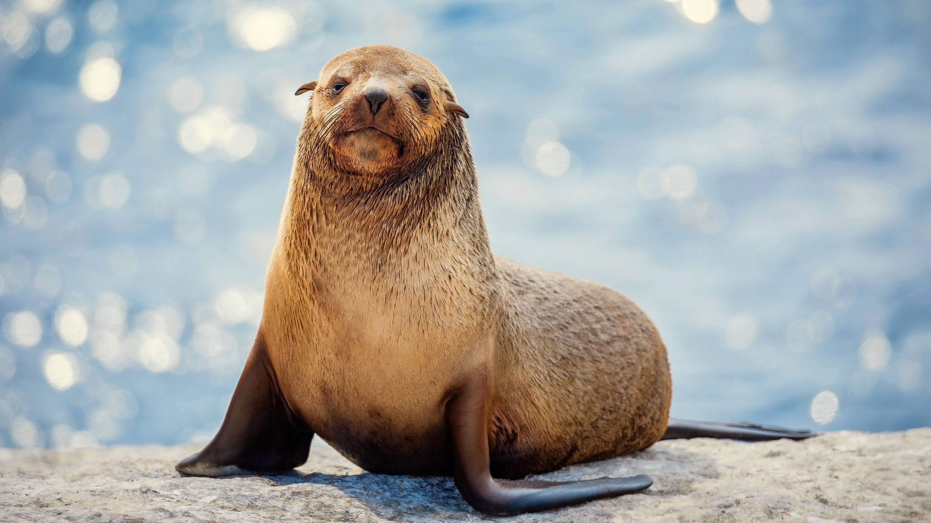 The Secret Lives of Animals