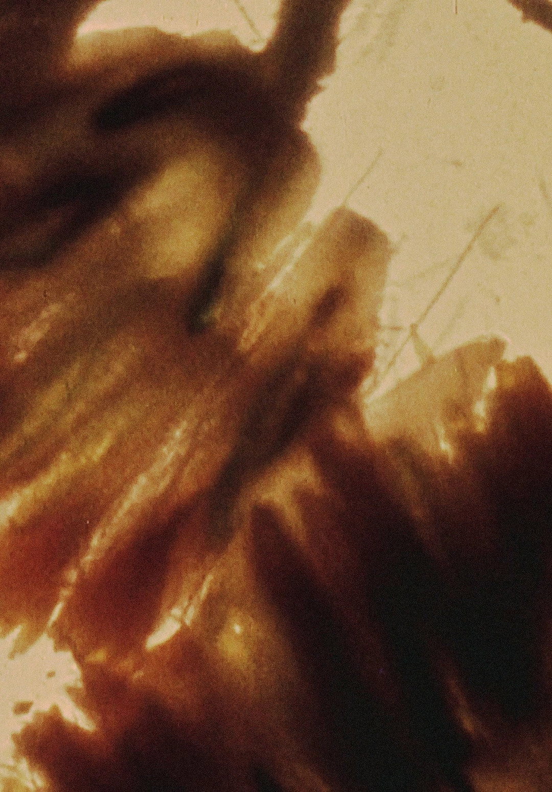 Mothlight