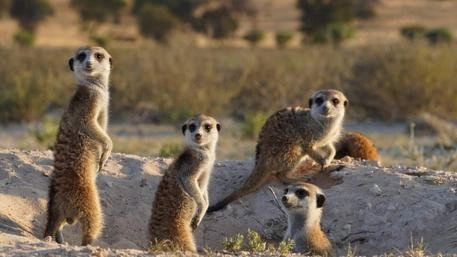 Meerkat Manor: Rise of the Dynasty