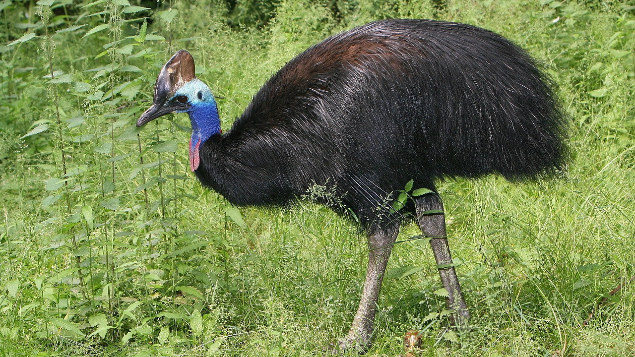 Australien