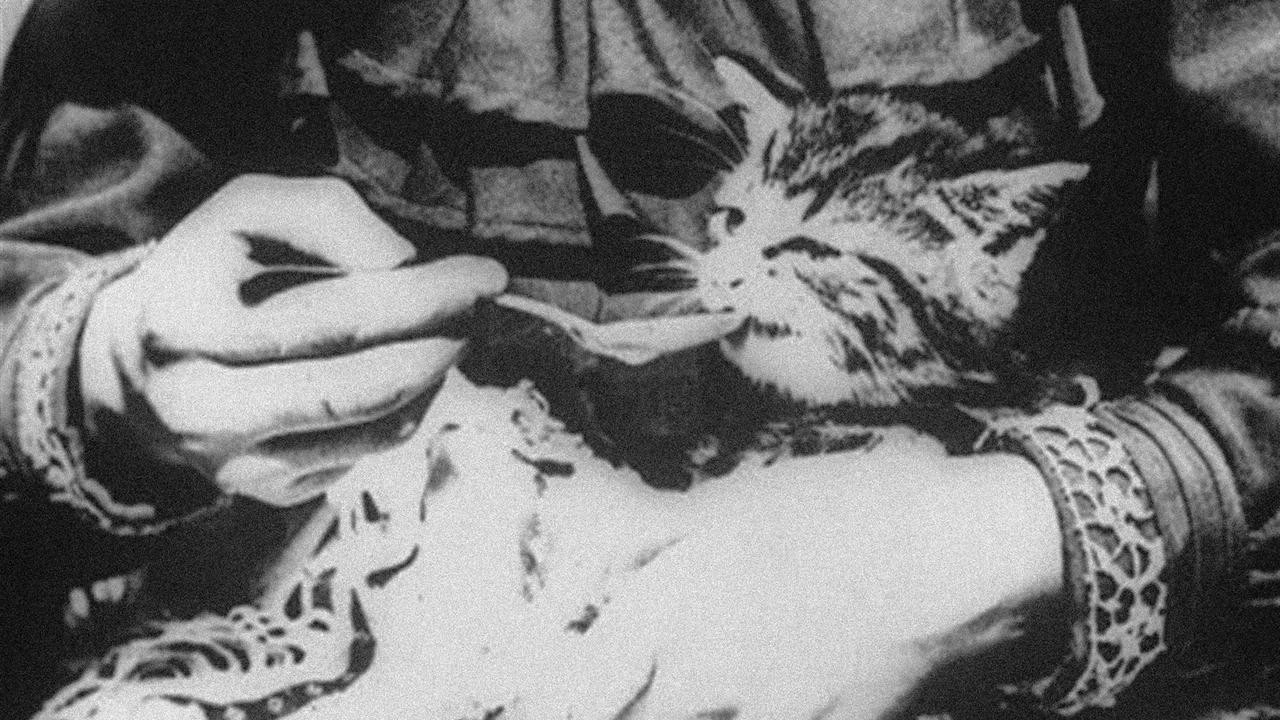 The Sick Kitten