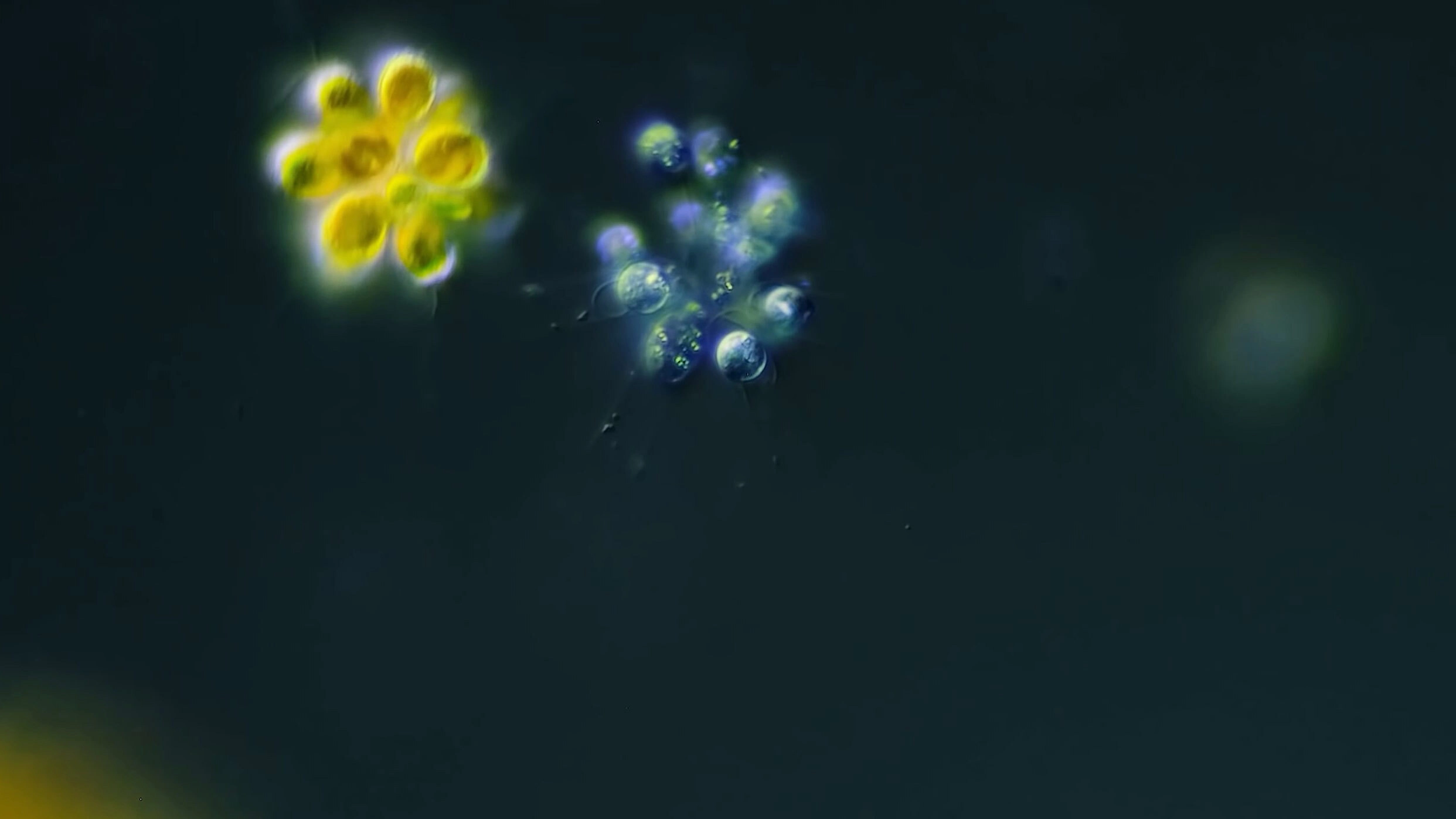 Magic Lotus Lantern