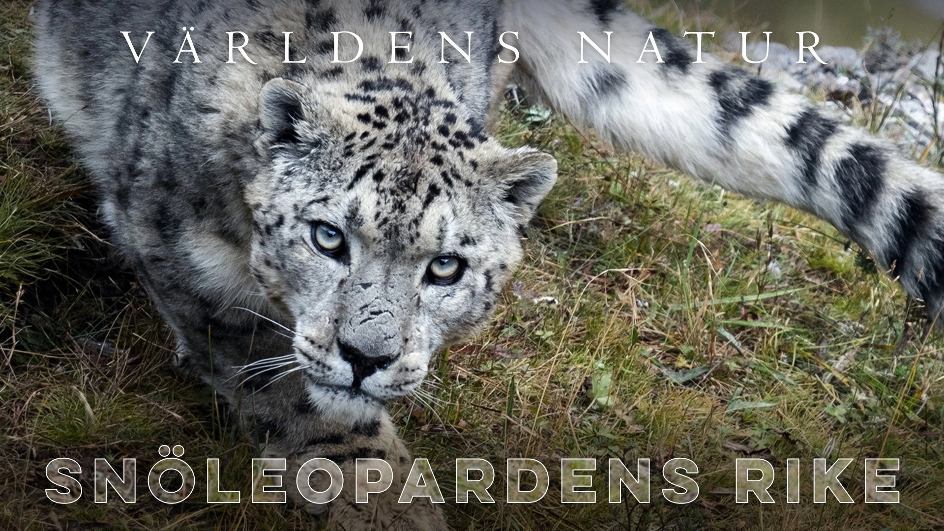The Frozen Kingdom of the Snow Leopard
