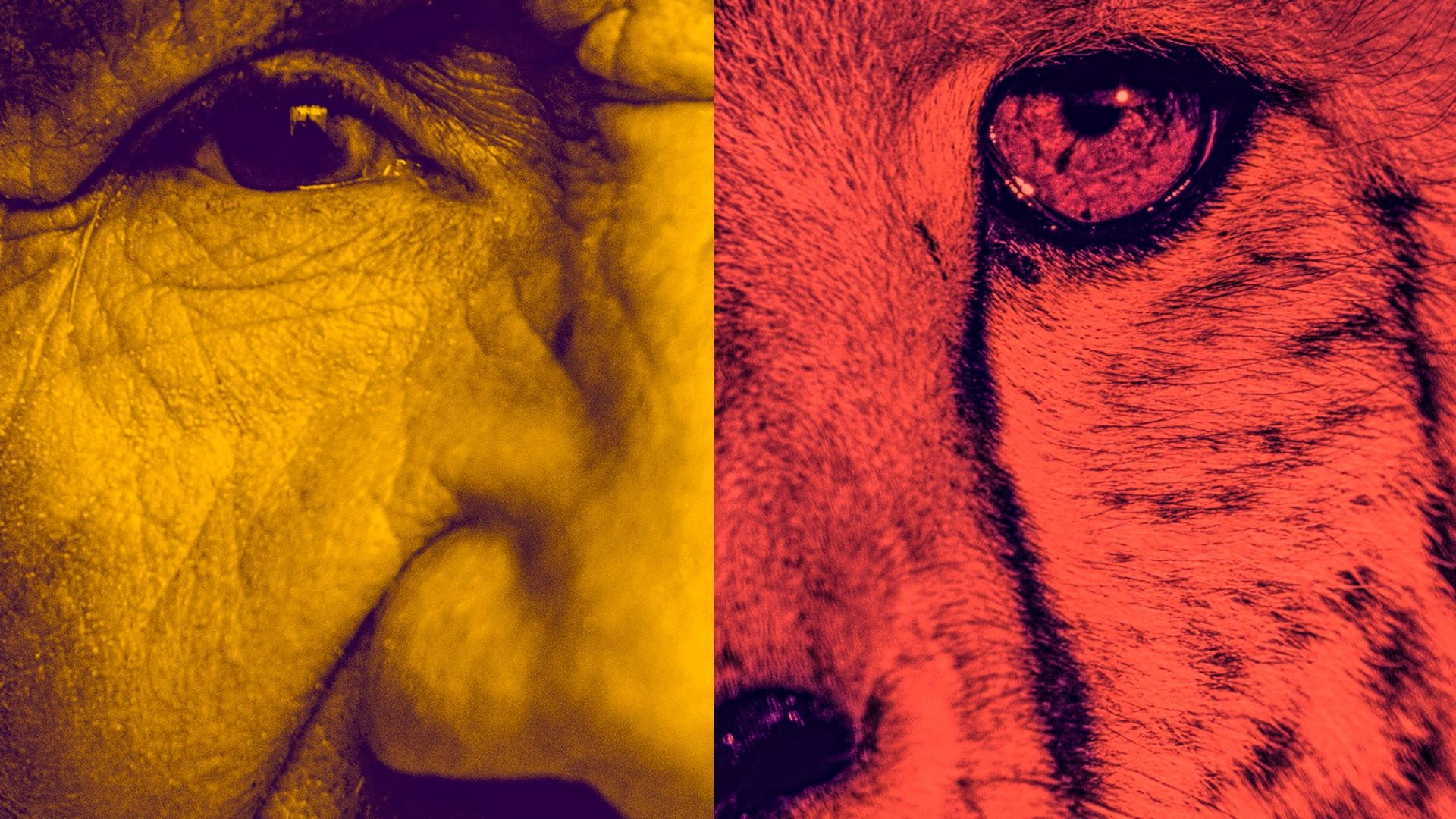 Human Animal