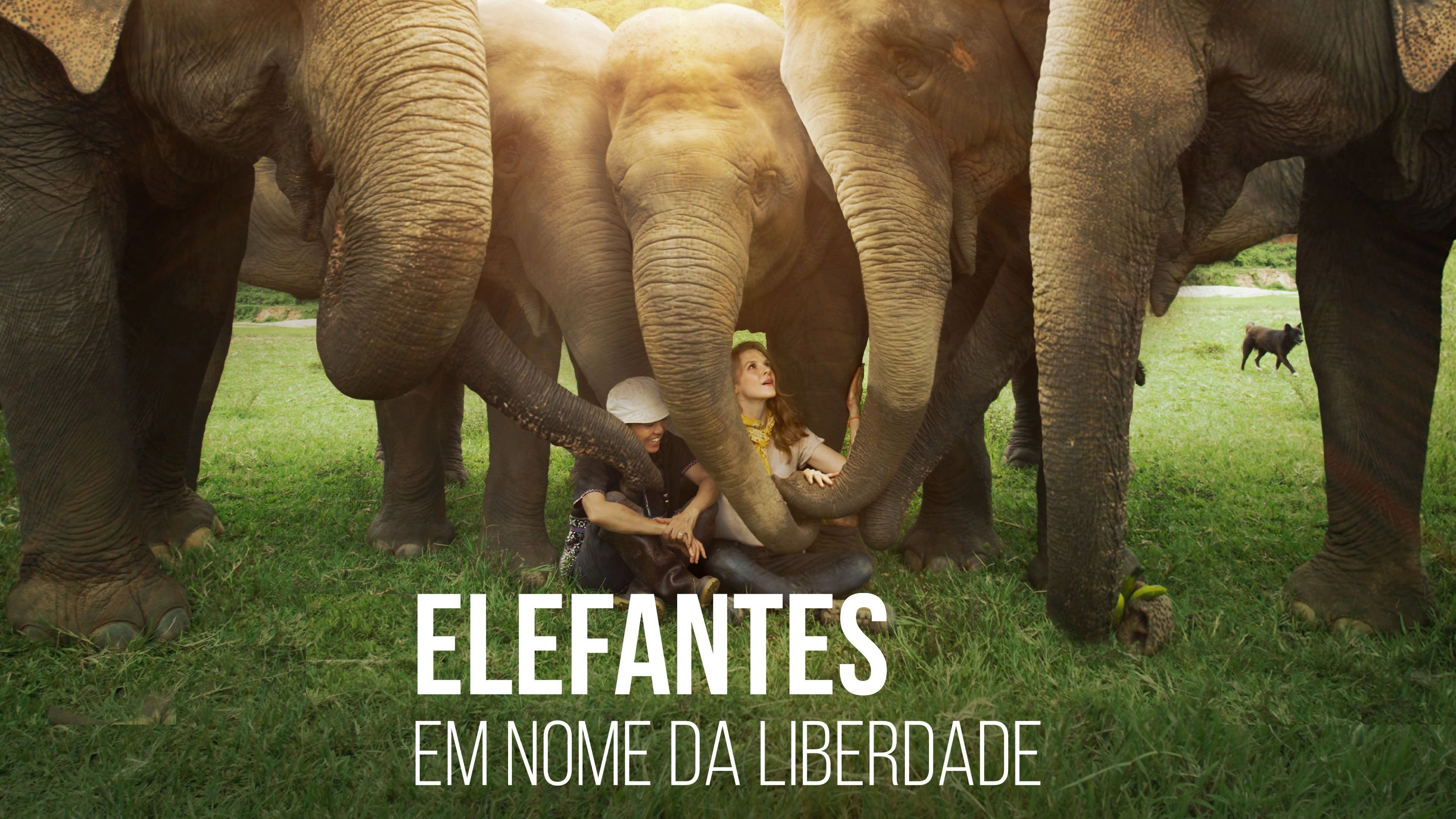 Love & Bananas: An Elephant Story