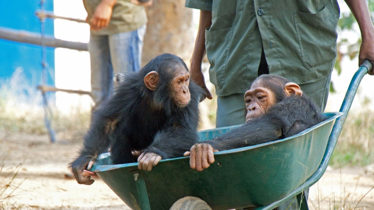 Schimpansen im Kongo mit Jane Goodall