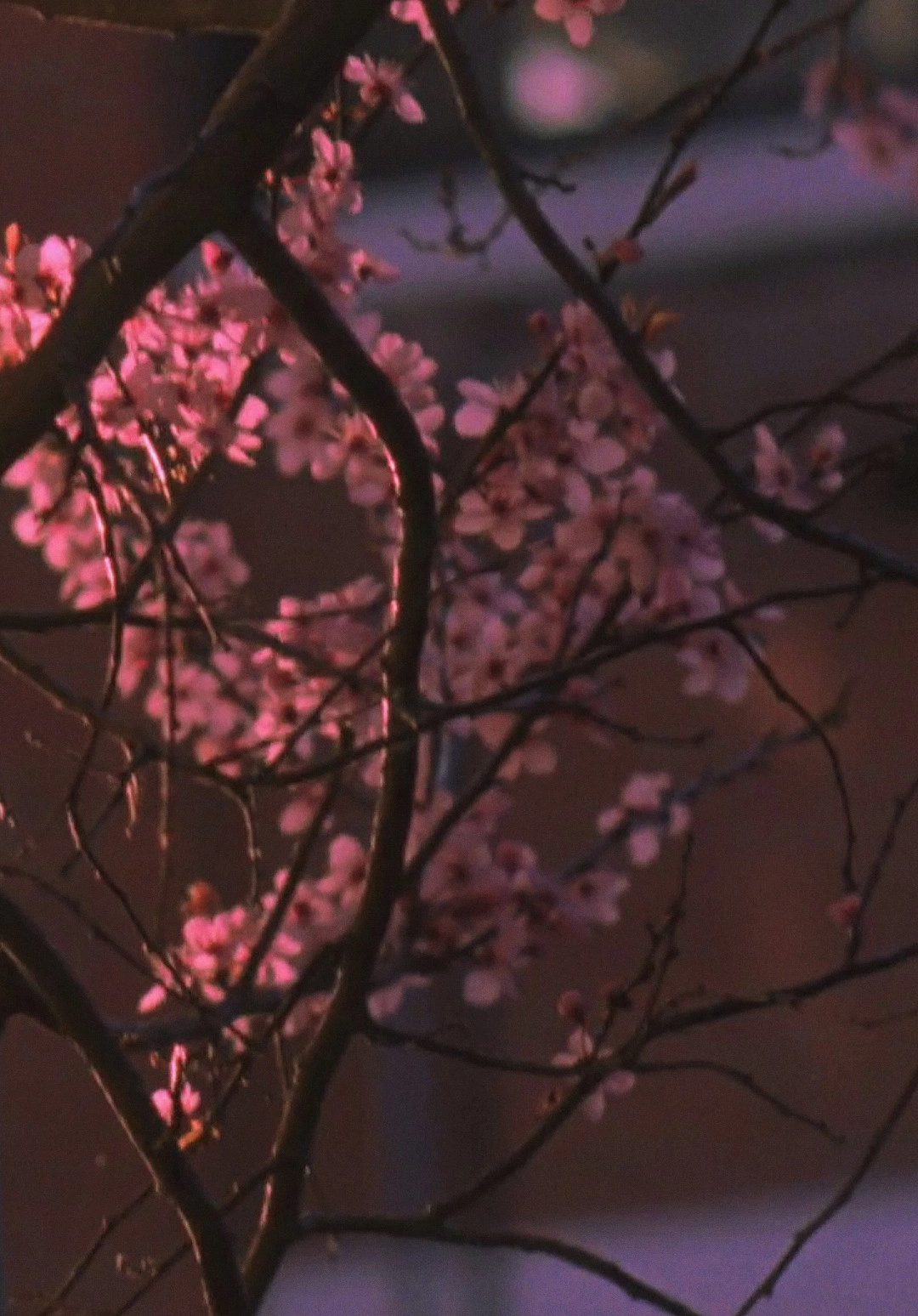 Spring Songs