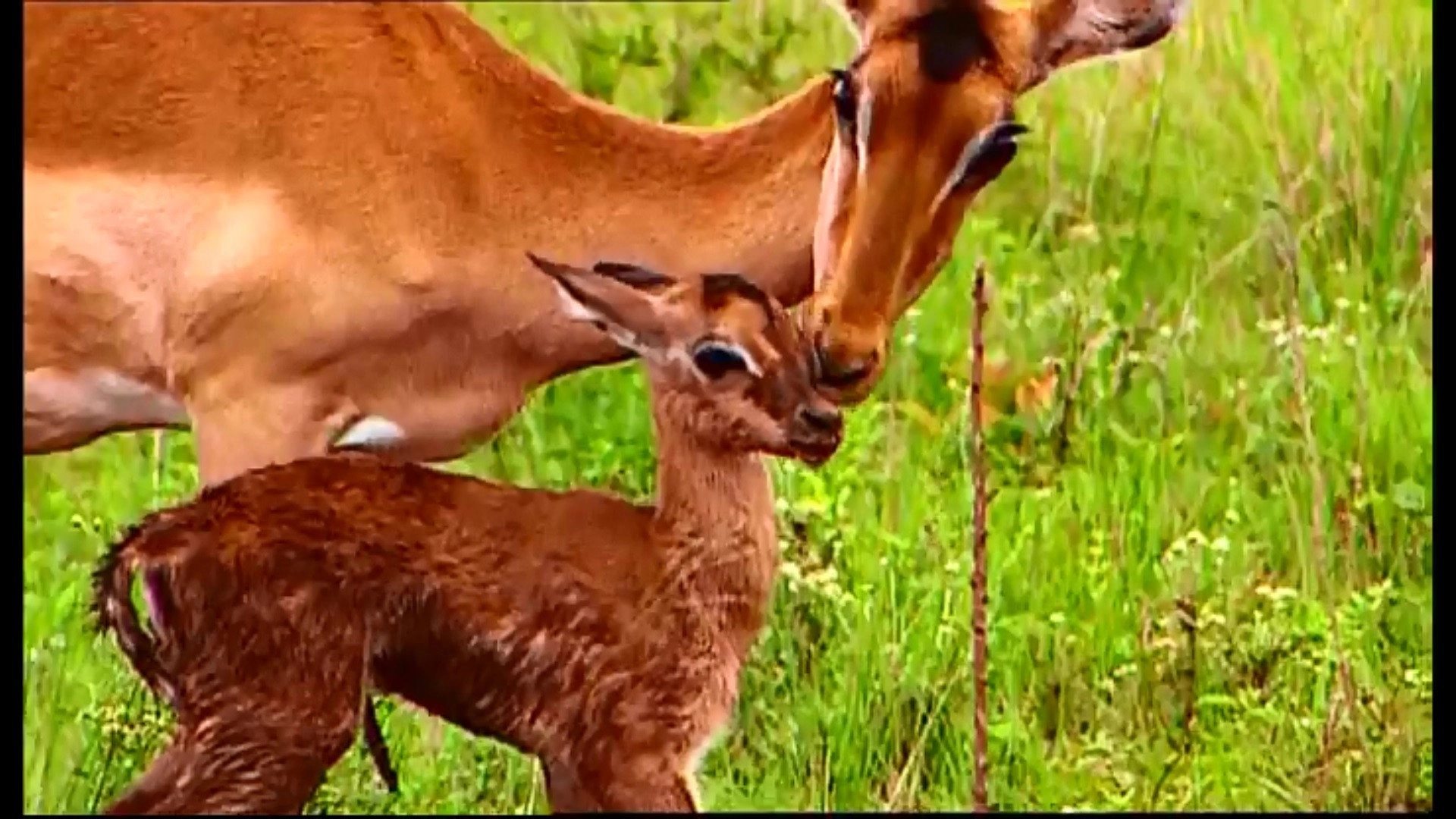 Animal Life: Young & Wild