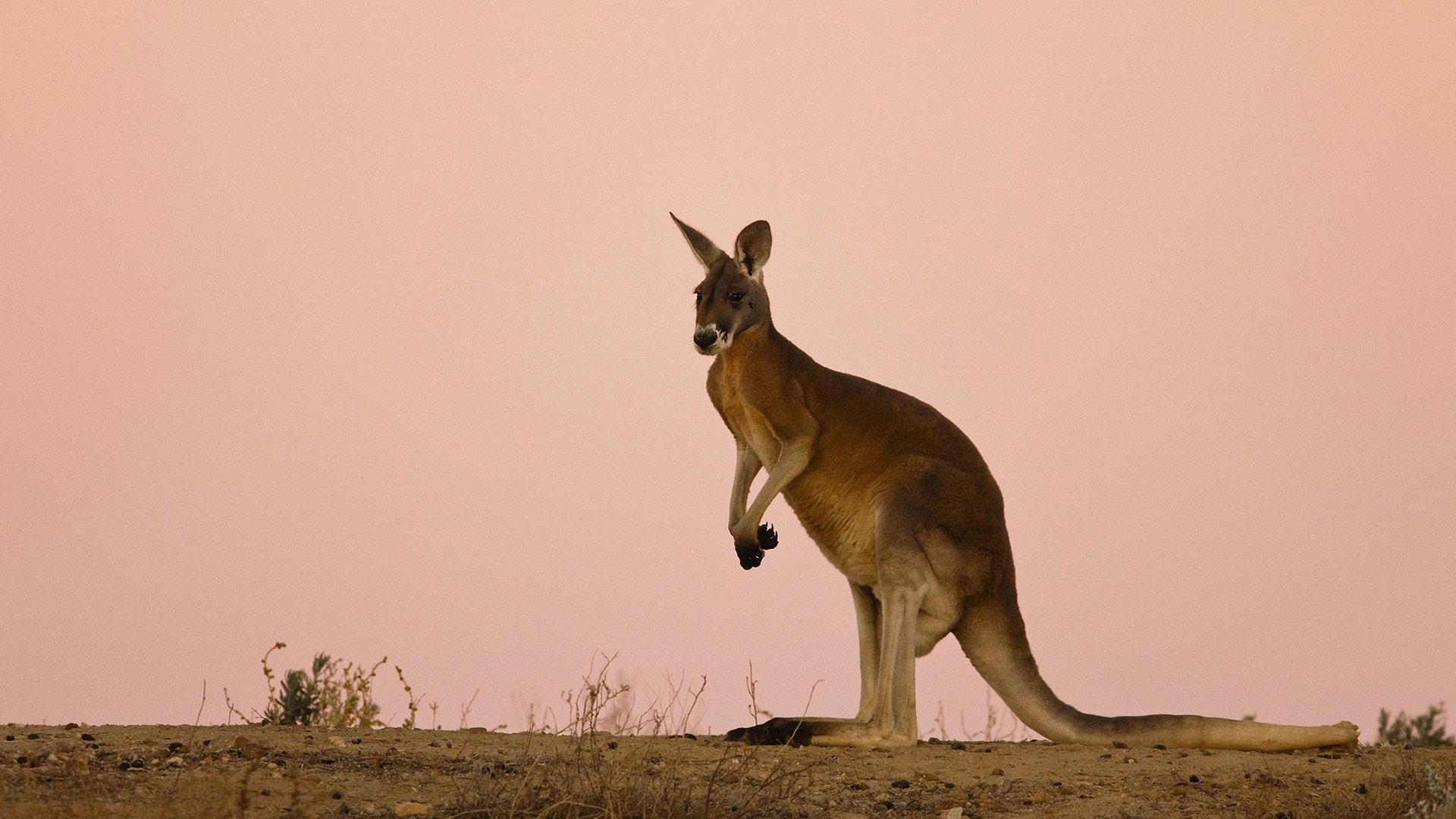 Australia Remastered