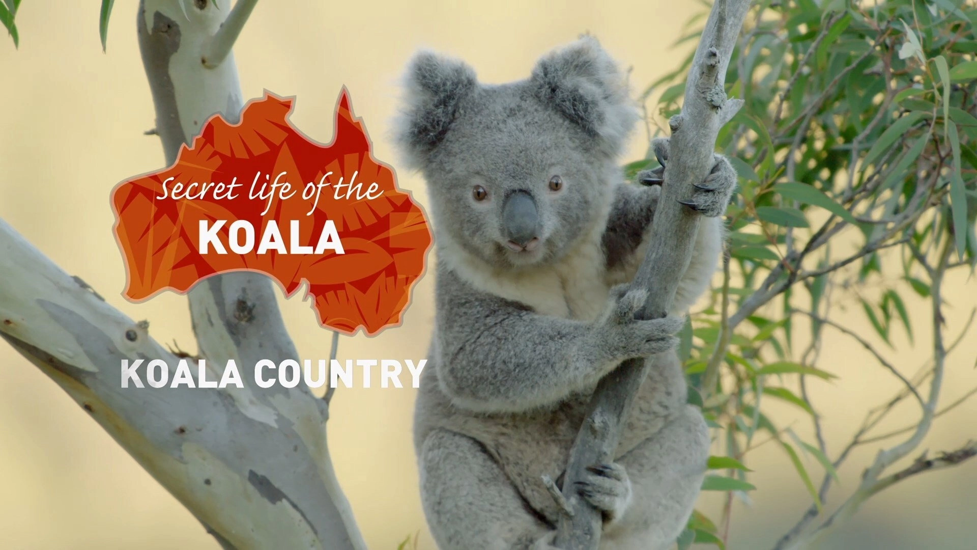 Secret Life of the Koala