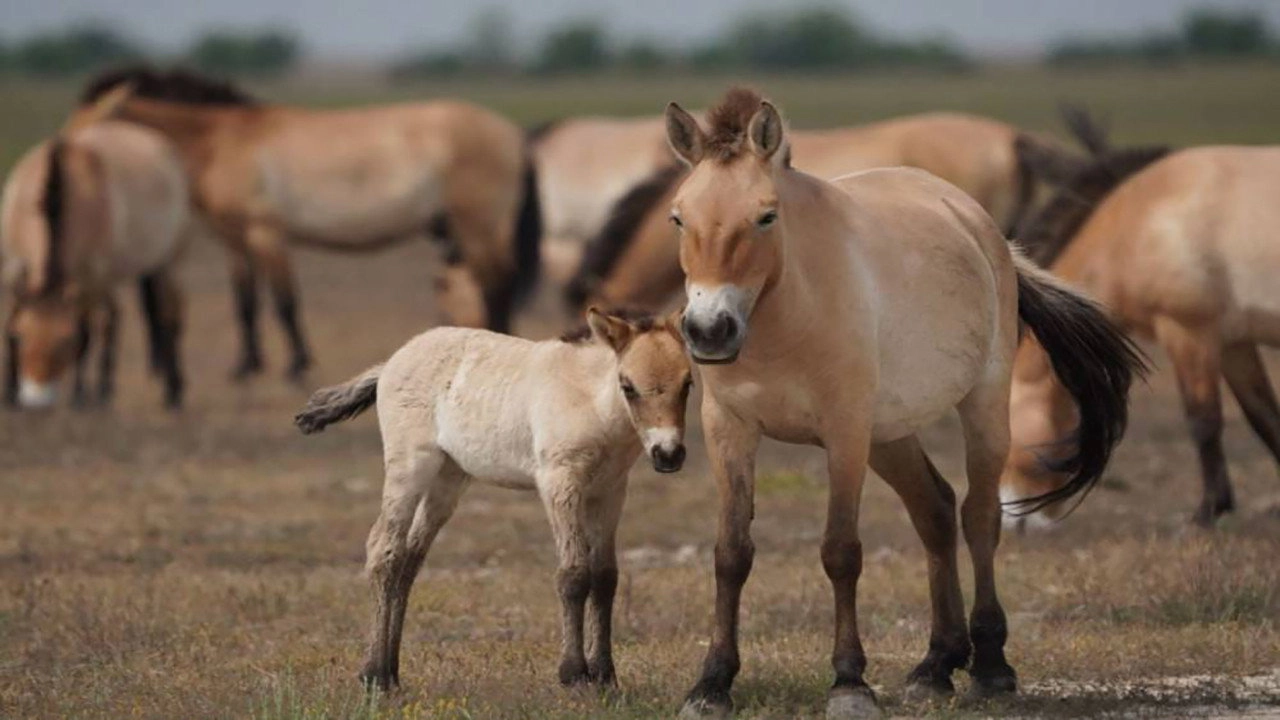 Wild Horses - A Tale From The Puszta