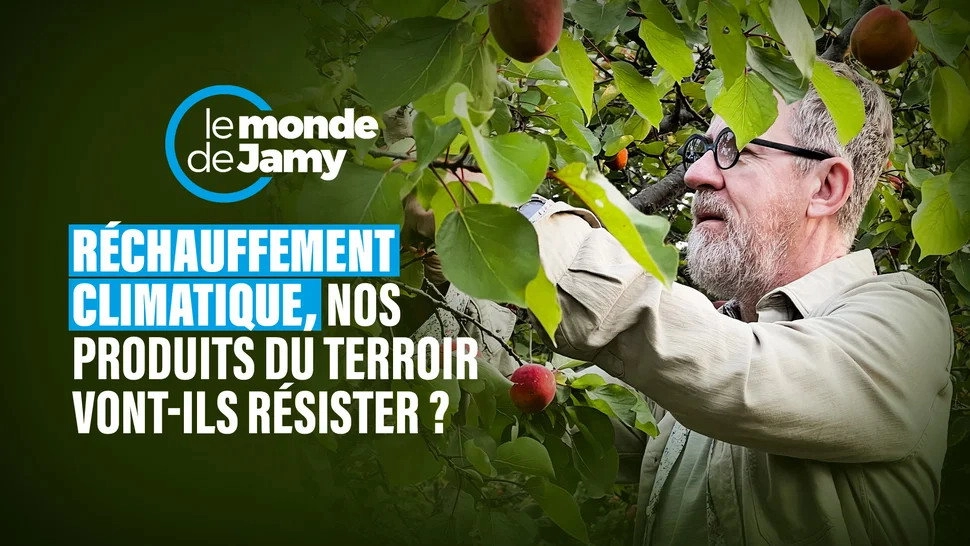 Jamy's World