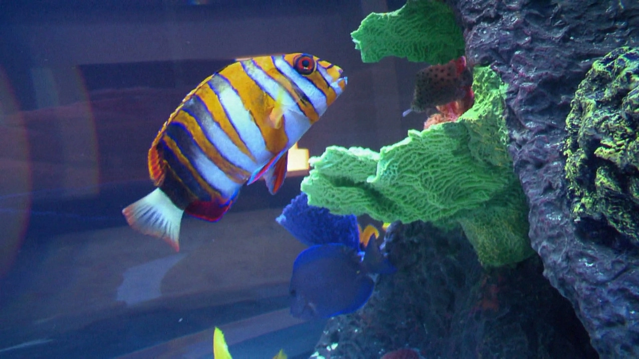 Tanked