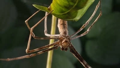 Micro Monsters with David Attenborough