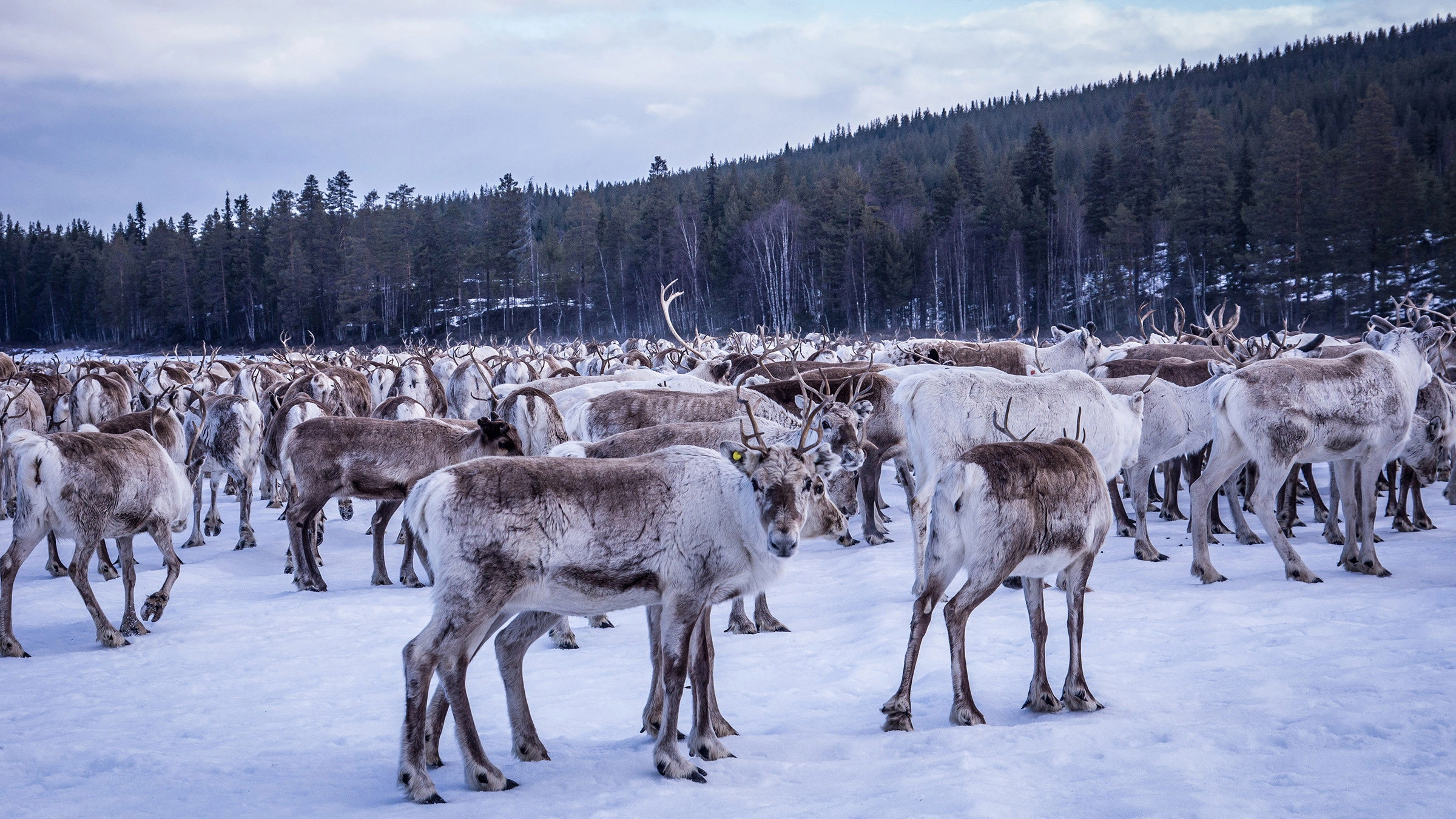Europe's New Wild