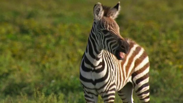 If I Were an Animal