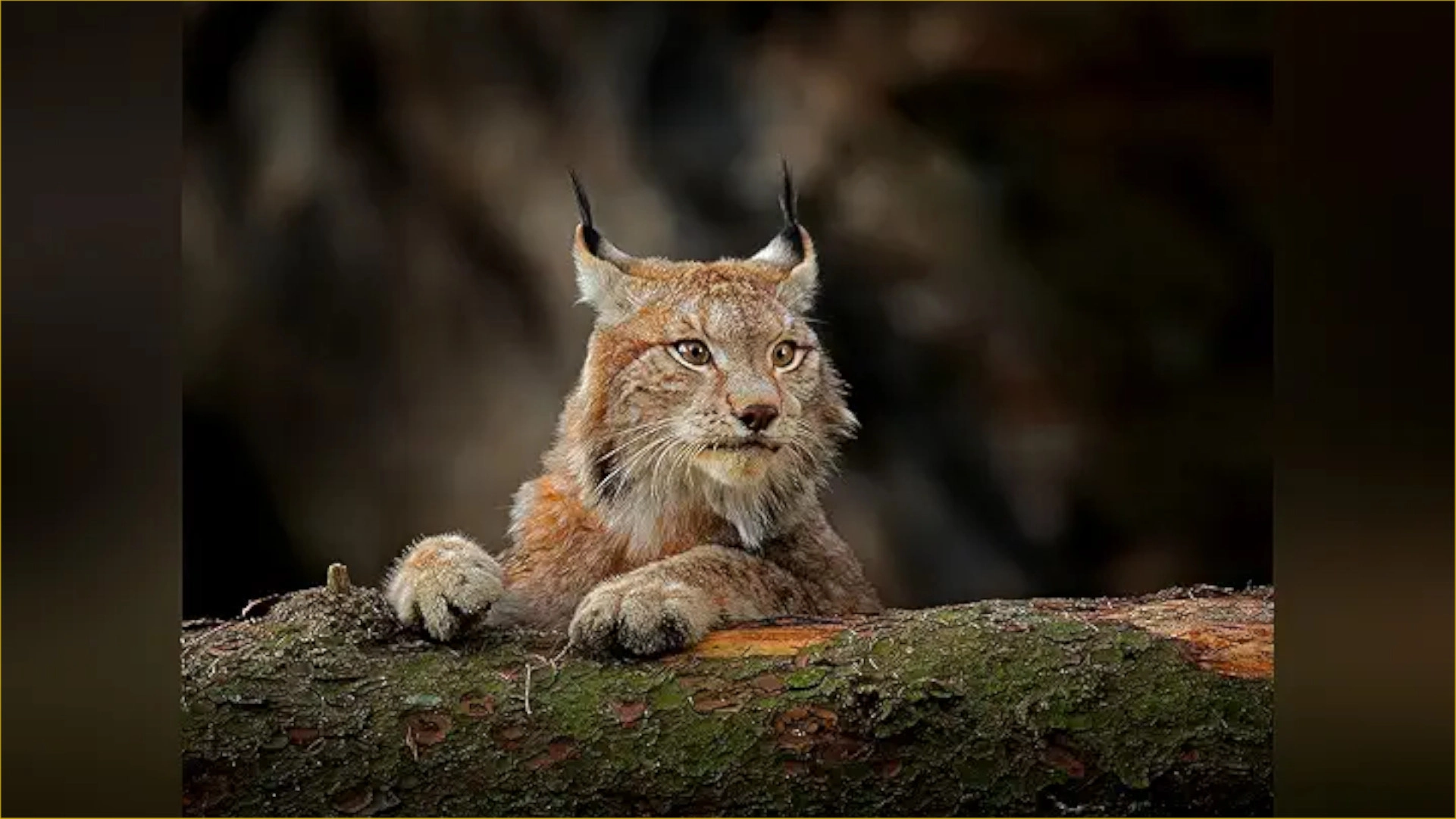 Just Animals