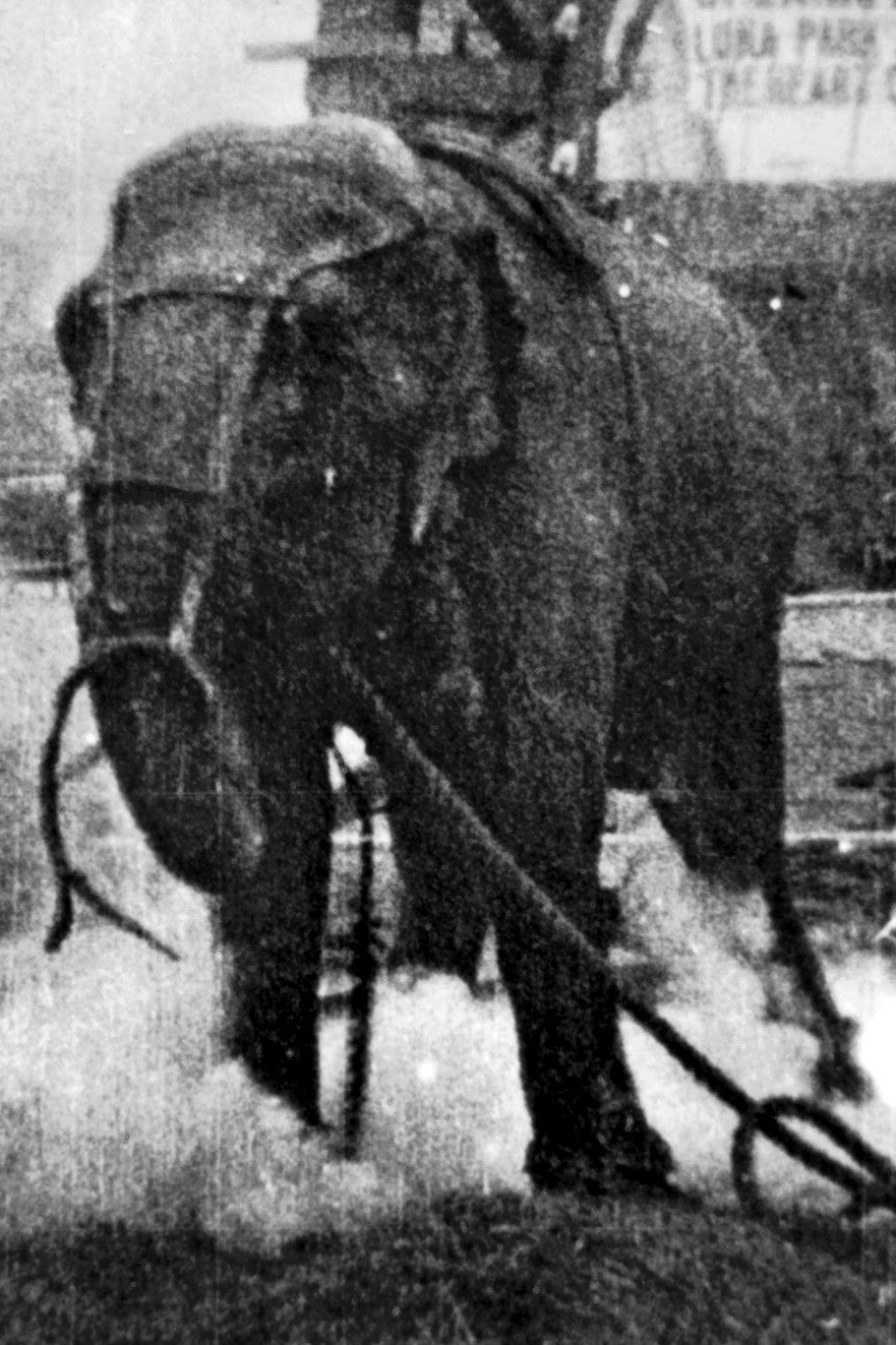 Electrocuting an Elephant
