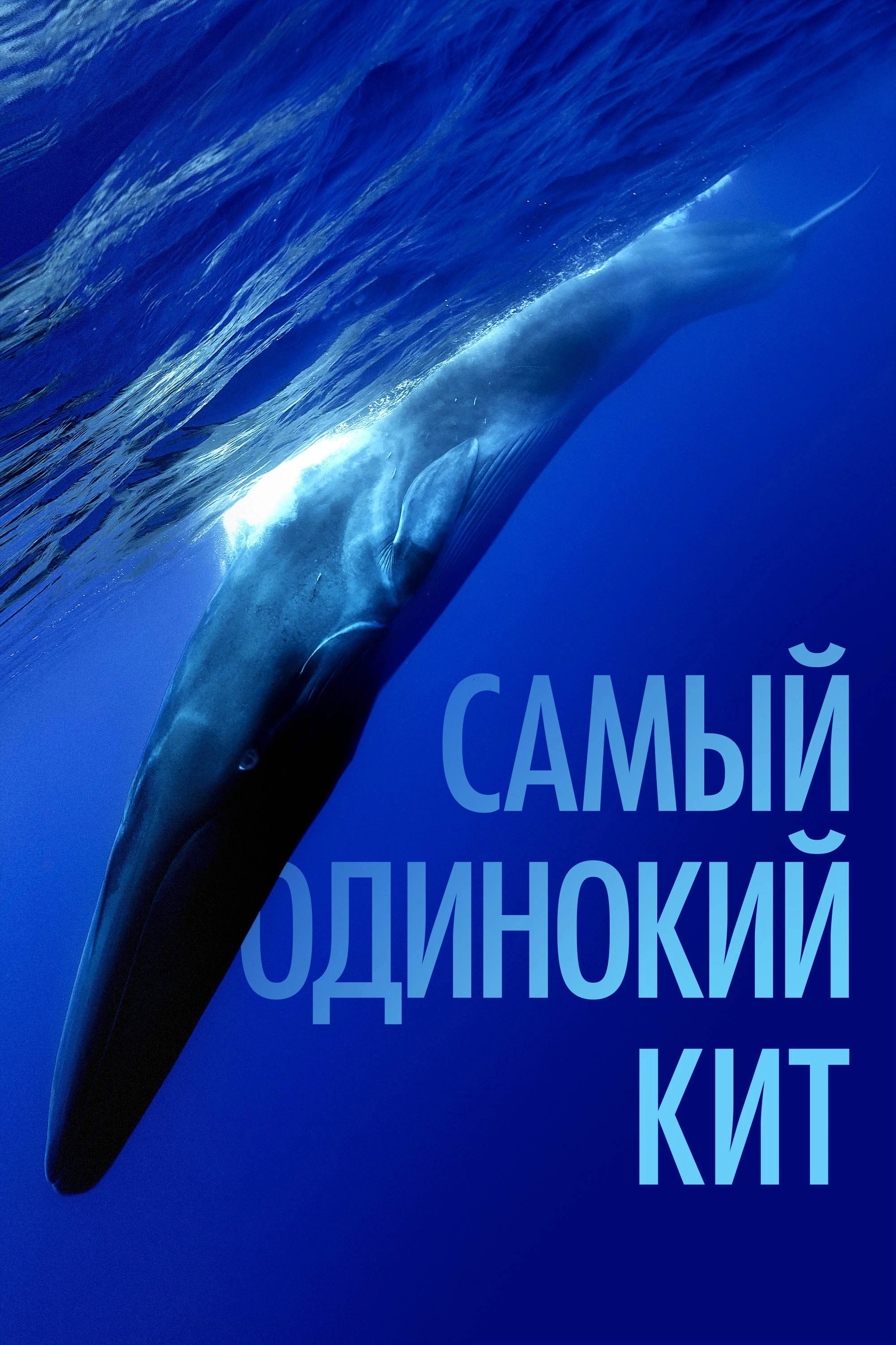 The Loneliest Whale: The Search for 52