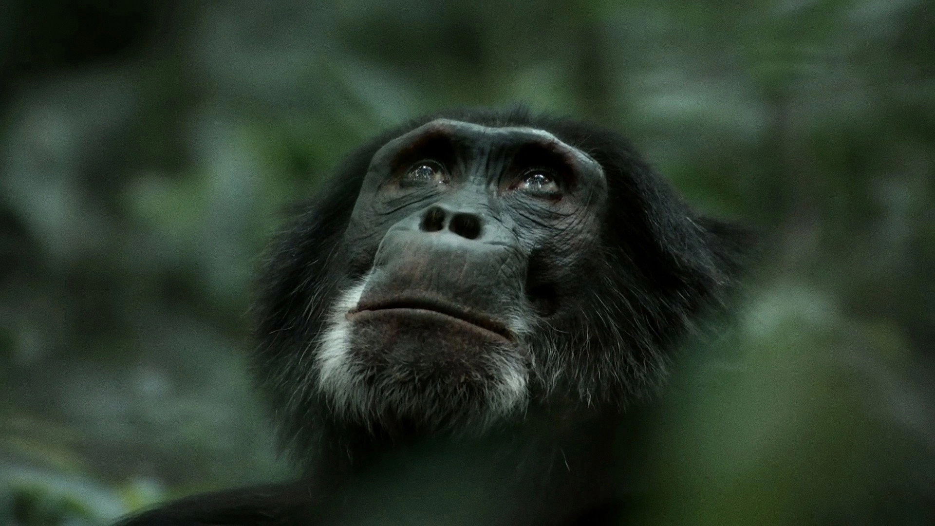 Rise of the Warrior Apes