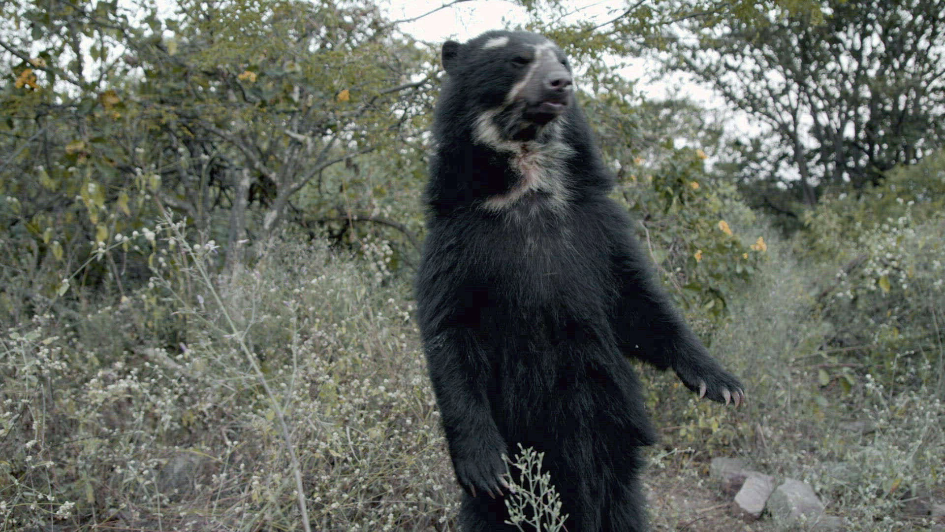 Mysterious Creatures with Forrest Galante