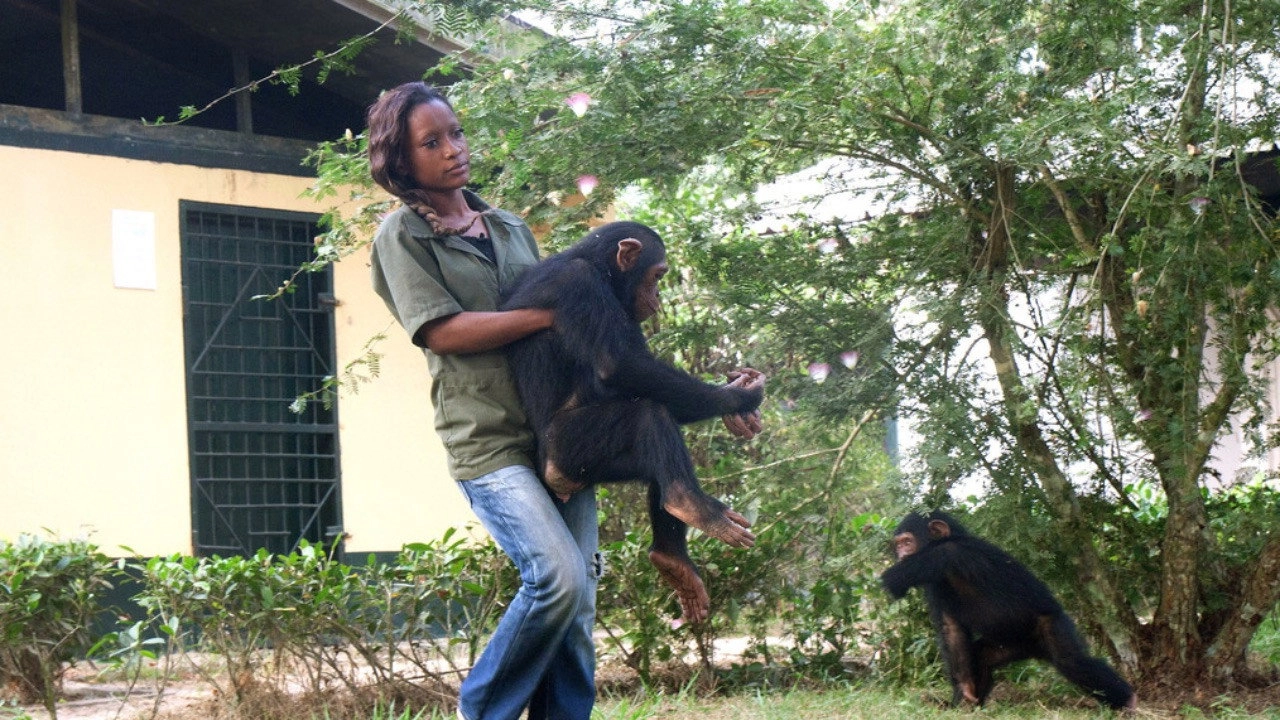 Schimpansen im Kongo mit Jane Goodall