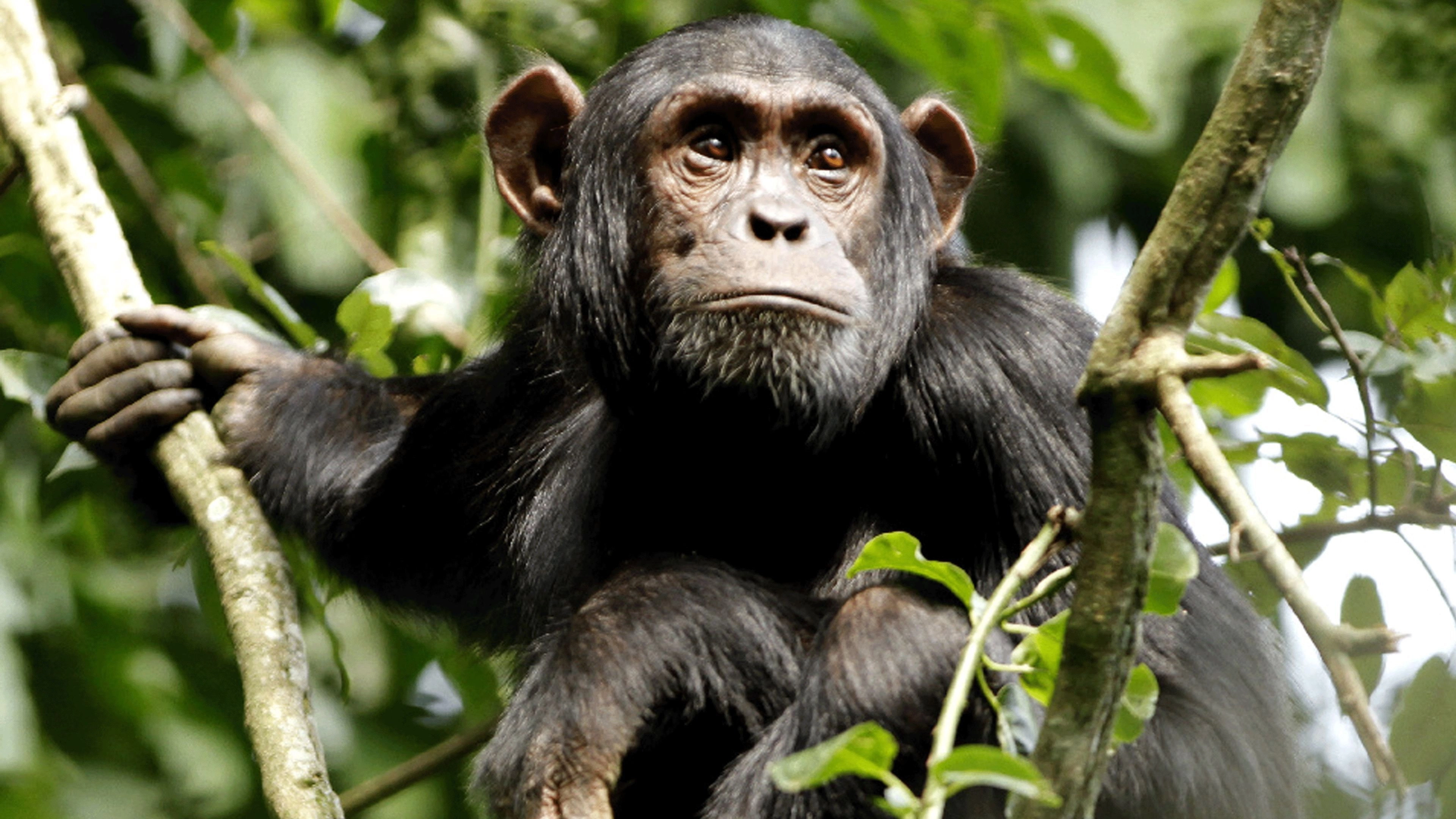 Wild Congo