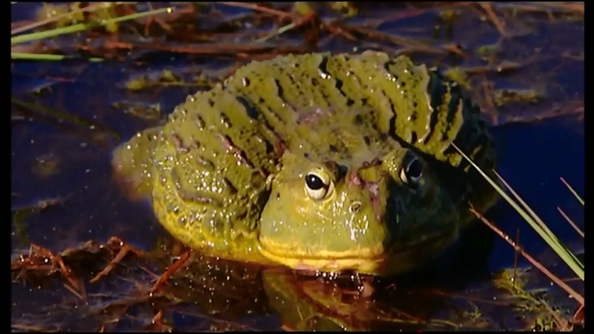 Animal Life: Young & Wild