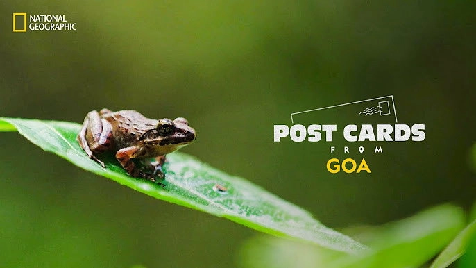 Postcards From Goa