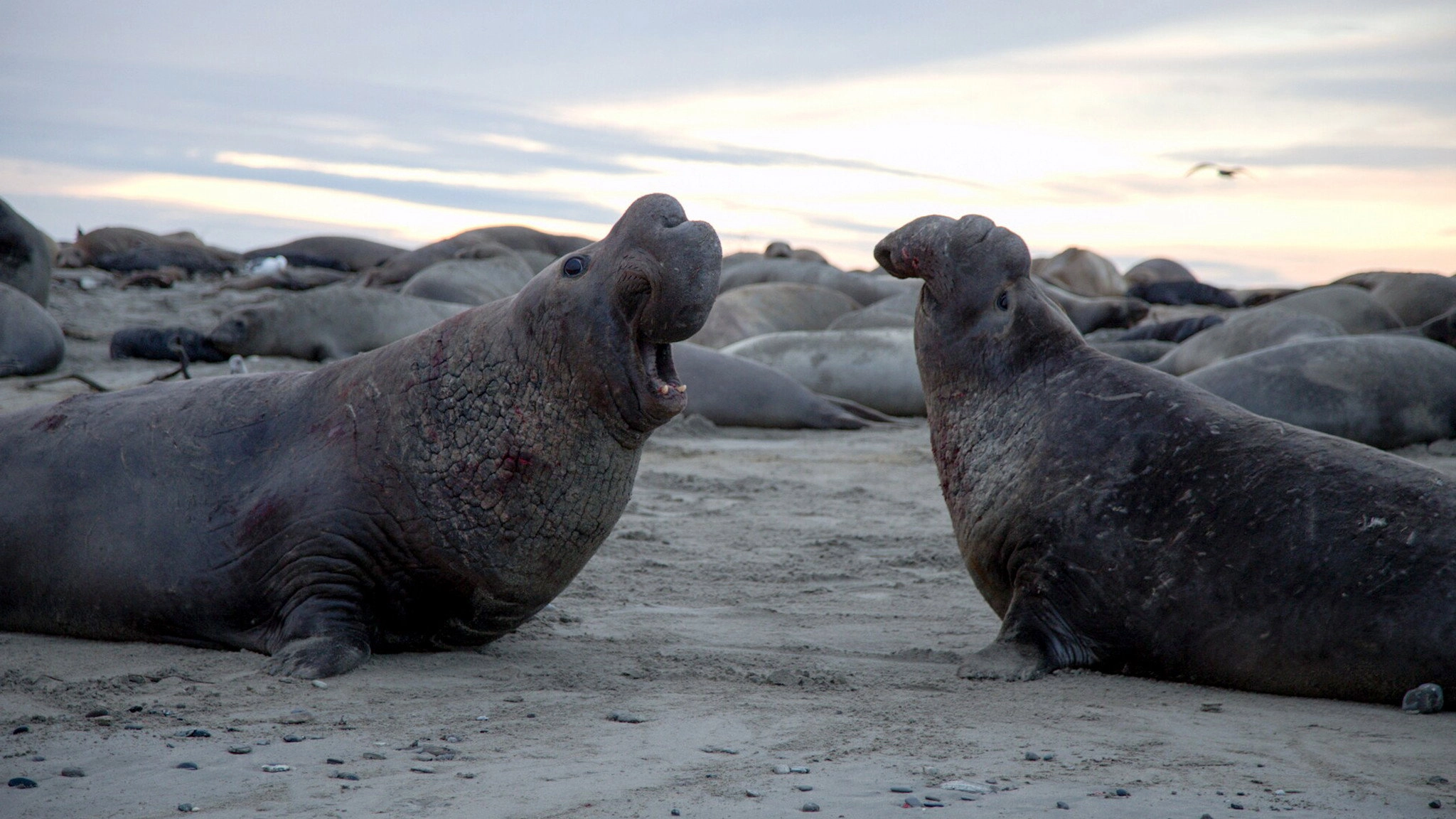 The Mating Game