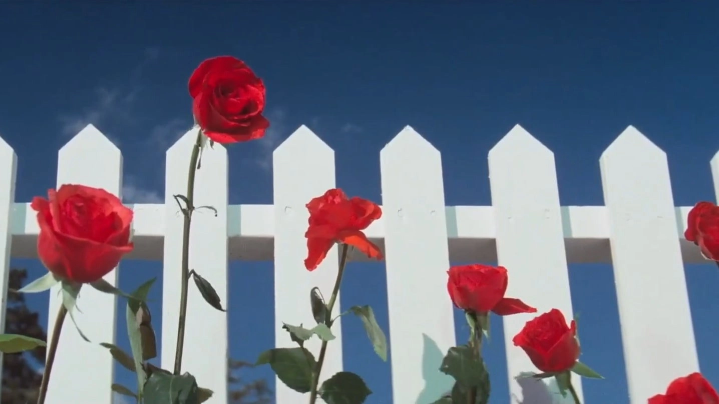 Blue Velvet